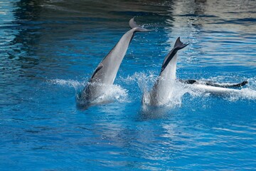 Fototapeta premium Dolphins swimming and performing tricks in a crystal clear blue pool of a Dolphinarium