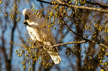 Close-up shot of a Sulphur-crested cockatoo perched on a branch covered in berries
