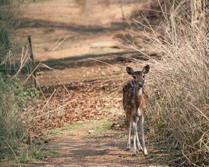 Dappled deer in its natural habitat