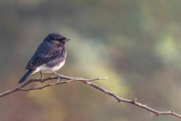 Selective focus of a bird perched on a tree branch