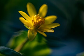 Close-up shot of a beautiful yellow Lesser celandine grown in the garden on a blurred background