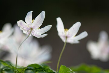 Close-up shot of a beautiful wood anemone grown in the garden on a blurred background
