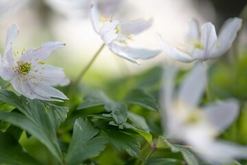 Close-up shot of a beautiful wood anemone grown in the garden on a blurred background