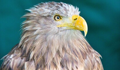 Closeup shot of a bald eagle, Haliaeetus leucocephalus on a blue background.