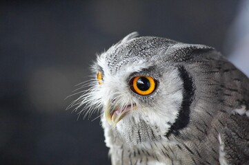 Closeup shot of a northern white-faced owl, Ptilopsis leucotis.