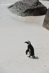 Obraz premium Magellanic penguin standing on a sandy beach near rocks. Spheniscus magellanicus. South Africa.
