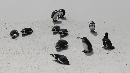 Group of Magellanic penguins resting on a sandy beach. South Africa.
