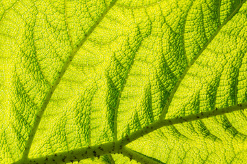 Plan rapproché d'une jeune feuille de Gunnera imitant un paysage verdoyant au printemps. Arrière-plan vert en floutant