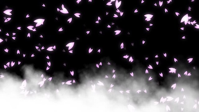 Pink cherry petals falling on white clouds flowing slowly from left to right on black background. Spring scene in Japan. Abstract background. Motion graphic.