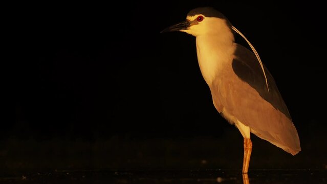 Black-crowned night heron (Nycticorax nycticorax) isolated on the empty black background
