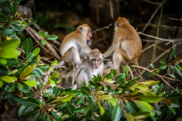 A wide-eyed primate perched on a treetop near a group of other monkeys