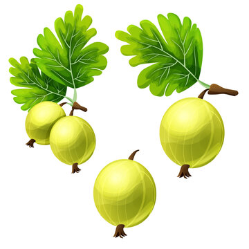 Set Gooseberry juicy plant in cartoon style isolated on white background. 