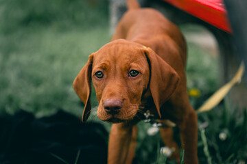 süsser junger Hundewelpen, Vizsla