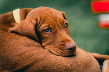 Junger Vizsla mit hellen Augen