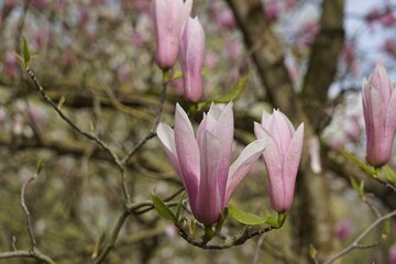 Vibrant, Magnolia Flowers blossom growing gracefully on a delicate, green branch