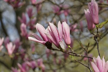Obraz premium Vibrant, Magnolia Flowers blossom growing gracefully on a delicate, green branch