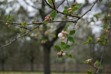 Beautiful spring landscape featuring a cherry blossom tree branch with vibrant, blooming flowers