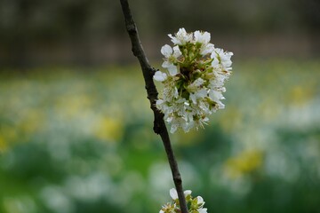 Beautiful spring landscape featuring a cherry blossom tree branch with vibrant, blooming flowers