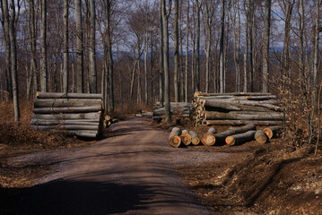 wood in the forest