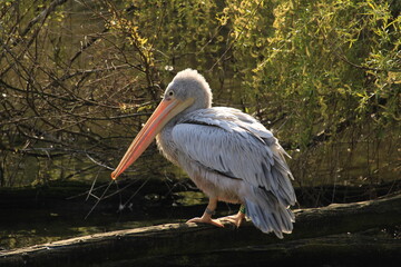 A pelican on a branch by the water
