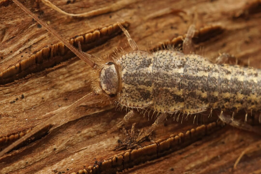 Closeup on the four lines silverfish , Ctenolepisma lineatum sitting on wood