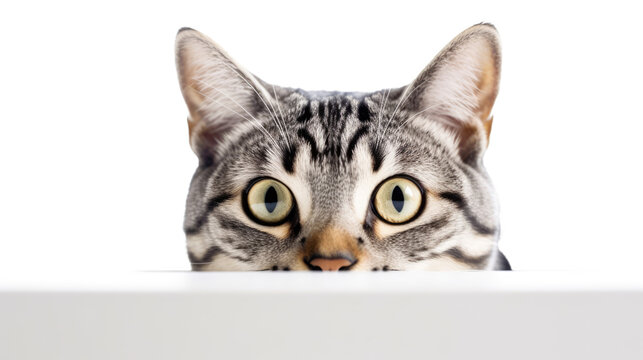 The cat peeks out from behind the edge of the table on a transparent background.