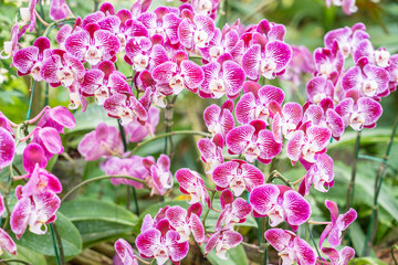 A view of a cluster of small magenta and white colored Phalaenopsis orchids.