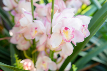 The Flower of Cymbidium in the garden.