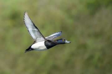 Tufted duck in flight / Aythya fuligula