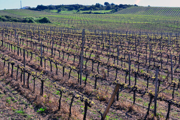 Agricultural cultivation field for wine production