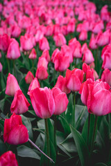 Rows of pink tulips in The Netherlands, During Spring.