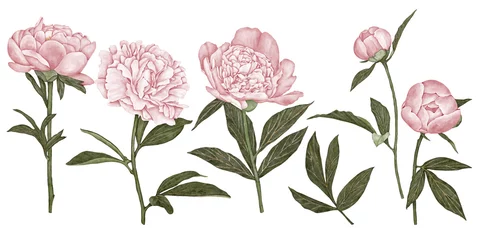 Meubelstickers Set of pink flowers on white background © PawStudioArt