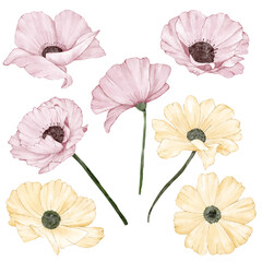 Set of pink and yellow flowers on white background
