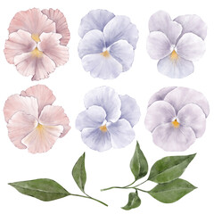 Set of pink and purple flowers with leaves on white background