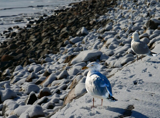 seagull on the beach