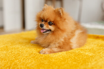 Portrait of a Pomeranian dog on a bed in a beautiful interior.