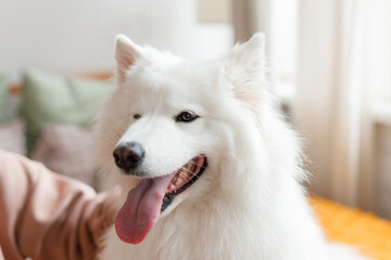 Fototapeta premium Beautiful Samoyed dog cuddles and rests with a man in a bright room. Beloved pet in the natural atmosphere of home.
