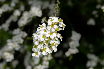 Reeve's spiraea, Spiraea cantoniensis, cluster of white flowers in spring, Netherlands