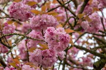 Pink flowers of Japanese cherry, Prunus serrulata, in spring, Netherlands