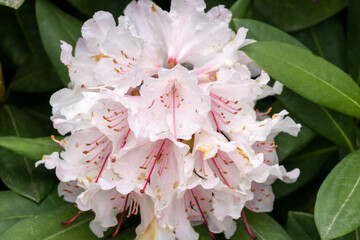 Rhododendron, light pink almost white flowers in spring, Netherlands