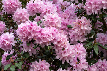 Rhododendron, clusters of pink flowers in spring, Netherlands