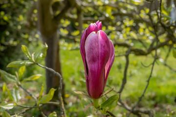 Mulan magnolia, Magnolia liliiflora Nigra, single dark roze or crimson flower bud in spring, Netherlands
