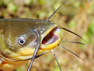 poisson-chat