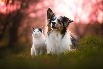 Adorable cat and dog portrait in blossom trees background