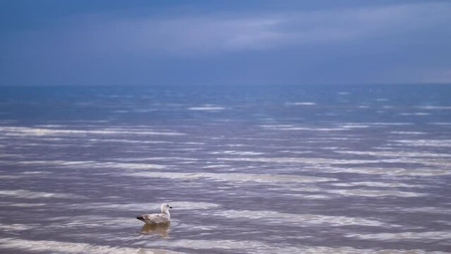 Gull fly and sits on the surface of the sea water. seagull is resting in the sea
