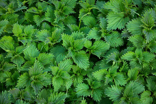 stinging nettles in detail