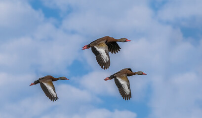 Black-bellied Whistling Ducks flying at Wakodahatchee Wetlands in Delray Beach Florida USA