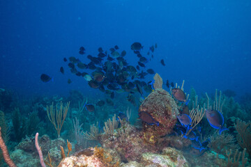School of Atlantic blue tang on reef