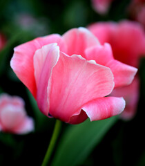 Photos of pink bright tulips - 595306560
