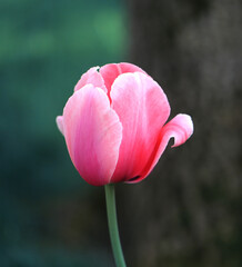 Photos of pink bright tulips - 595306564